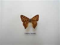 藏品(銀紋尾蜆蝶　中南部亞種)的圖片